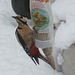 Buntspecht - buntpego - pic épeiche - spotted woodpecker