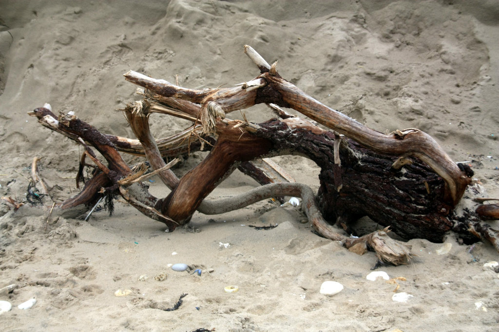 bois mort sur la plage
