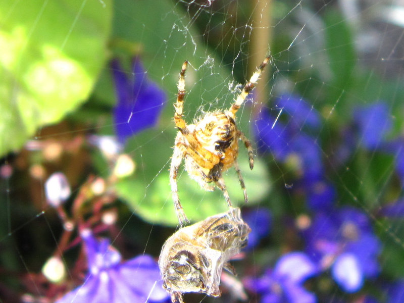 Spider wrapping his meal