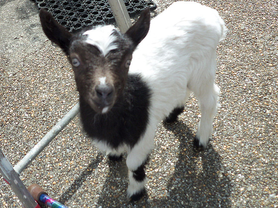 Baby kid goat