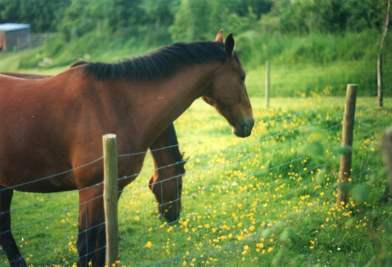 Horses having a graze