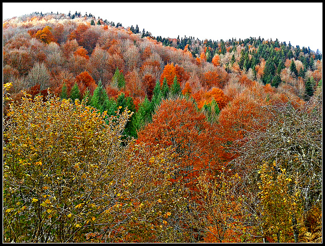 Otoño en la selva de Irati (Navarra)-14