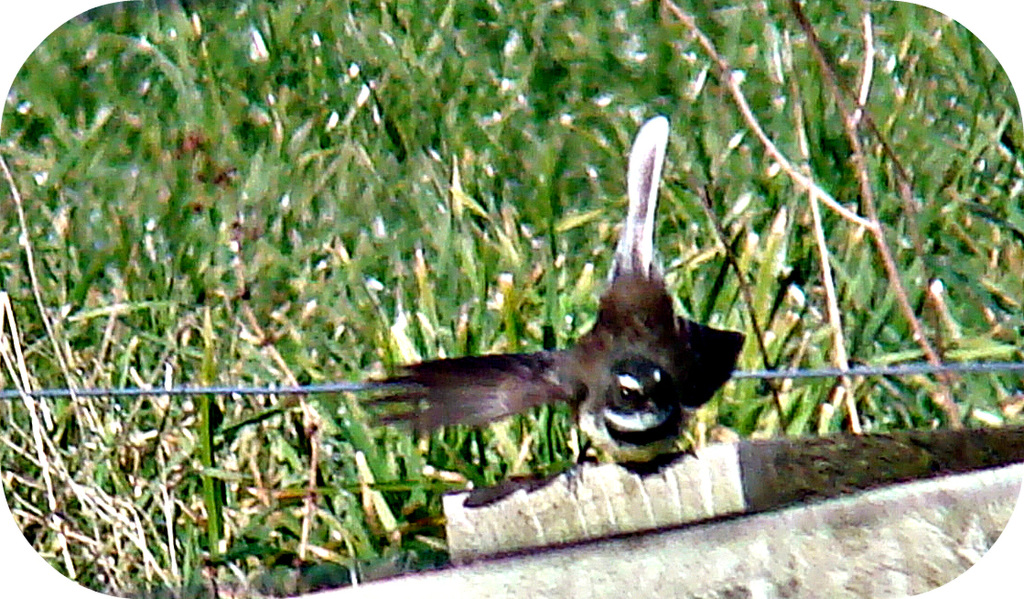Fantail ready for take-off.