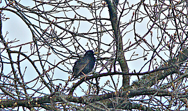 Starling On branch