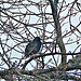 Starling On branch