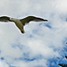 Matata gull flying