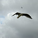 Matata gull in flight