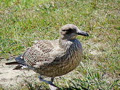 Young gull at Matata