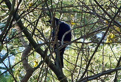 Tui in branches