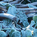 Frost on the leaves