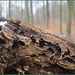Totholz im Winterwald