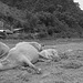 Laos/Buffles, Lao buffaloes