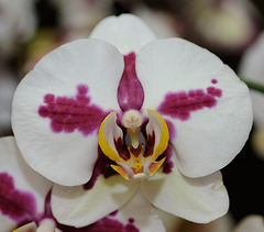 Une orchidée particulière...