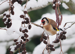 Snowy Goldfinch
