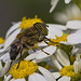 Eristalinus taeniops.