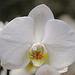 Orchidée blanche...