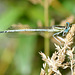 Blue Featherleg m (Platycnemis pennipes) 01