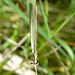 DSC 4591 White Featherleg f (Platycnemis latipes)