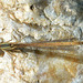 Orange Featherleg f 05 (Platycnemis acutipennis)