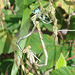White featherleg - Platycnemis latipes 02-07-2011 10-06-19