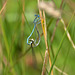 Blue Featherleg (Platycnemis pennipes) 2