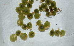 Fruits de Rhipsalis baccifera