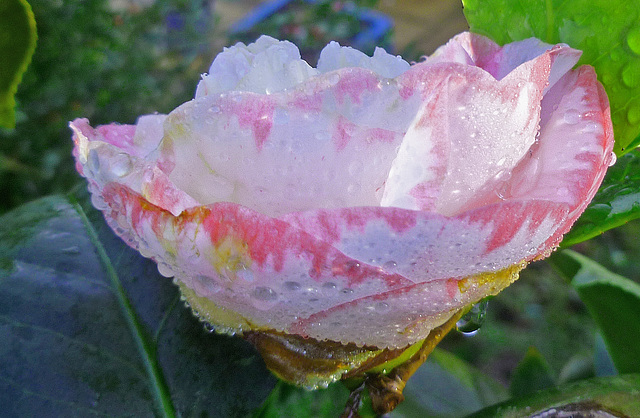 Camellia in July