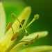 Passiflora citrina (4)