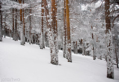 The white forest