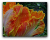 Tulipe perroquet texture