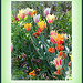 Grandes tulipes chics