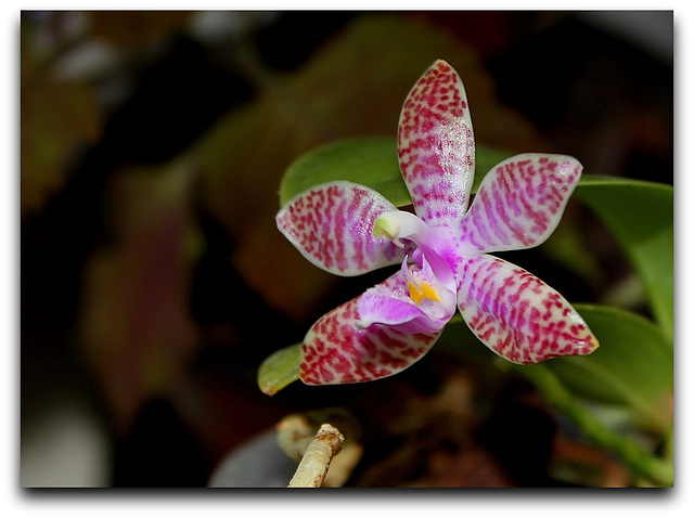 Phalaenopsis lueddemaniana