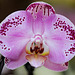 Macro d'une orchidée...