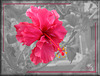 hibiscus pinkish red