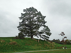 Tree at Jones Landing
