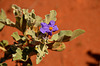 Desert flower
