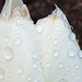 The beauty of the raindrops on tulip
