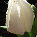The elegance of a white tulip