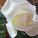The purity of a white rose