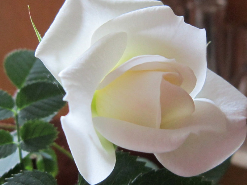 The purity of a white rose
