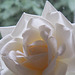 Elegant white rose