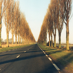 The beautiful elegance of the avenue of trees