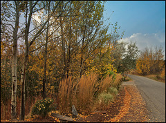 Road near Lac La hache, BC