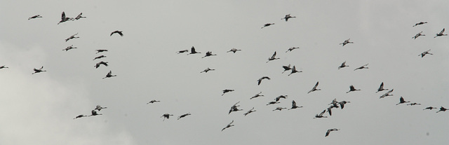vol des grues !!! vol des grues !!!