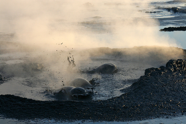 At The New Mud Volcanoes (8474)