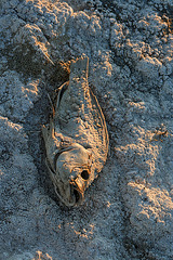 Tilapia At The New Mud Volcanoes (8484)