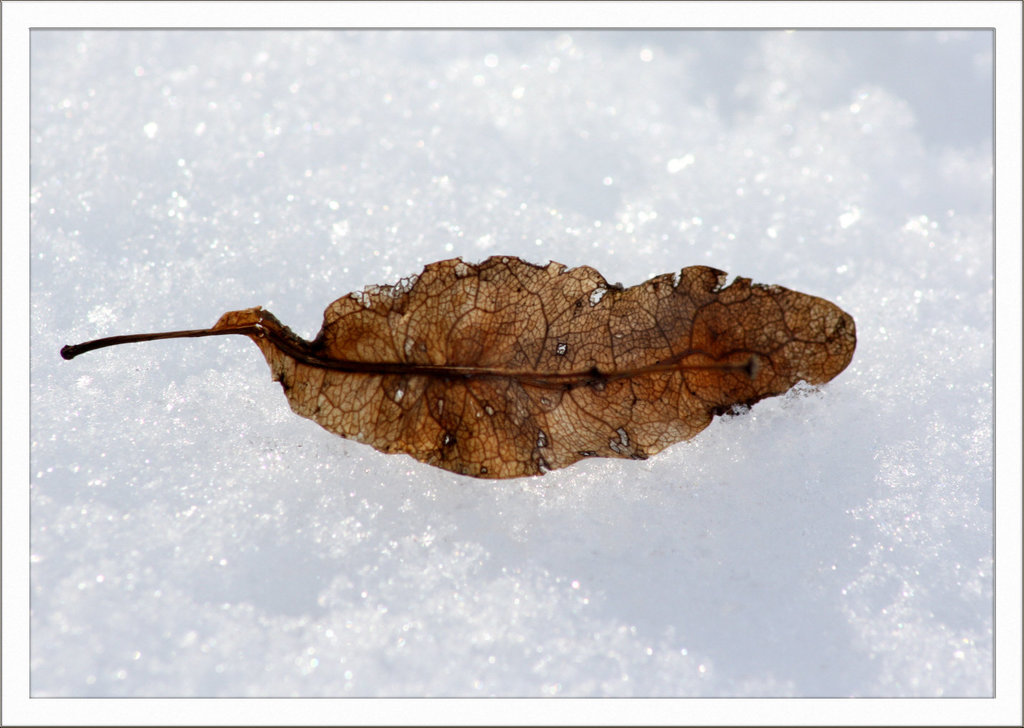 Ein Lindenblatt im Schnee...