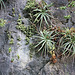 Felsen im Sumidero Nationalpark