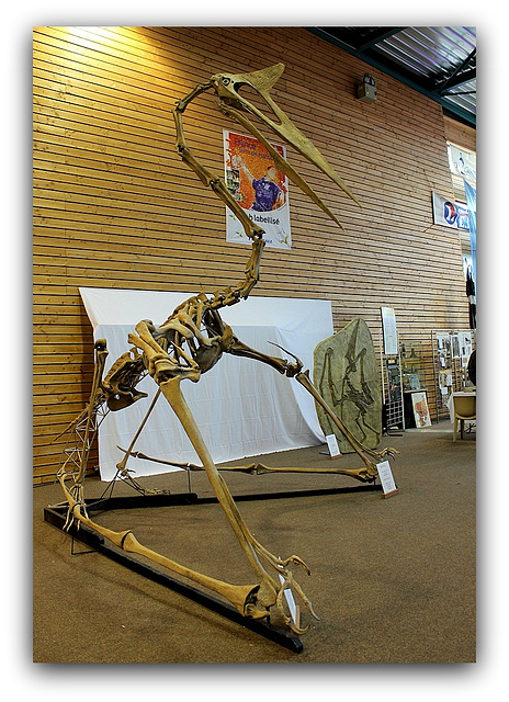 Pteranodon (2)