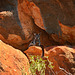 Black footed rock wallaby au milieu naturel